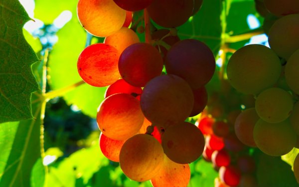 Сочный виноград