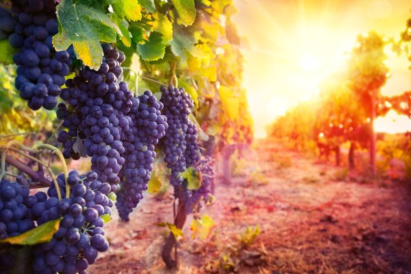 Виноградники винодельня Молдова