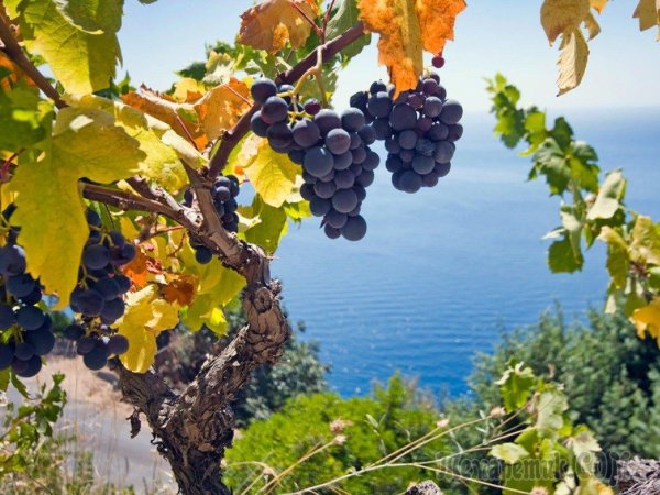 Крым лоза винограда