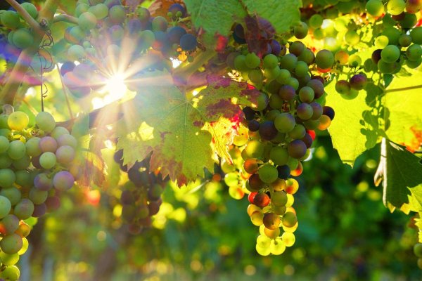 Виноградная лоза Молдавия