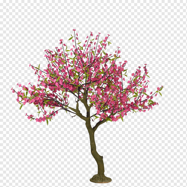 Вишнёвое дерево PBG