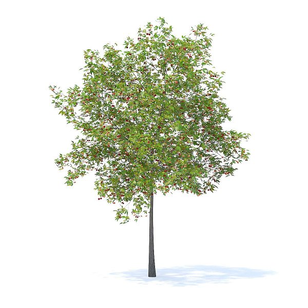 Дерево 3д модель