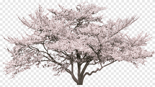 Цветущее дерево на белом фоне