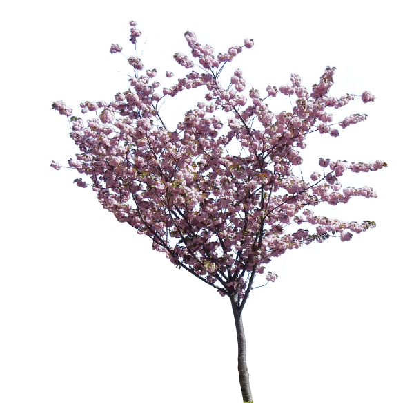 Цветущие деревья на прозрачном фоне