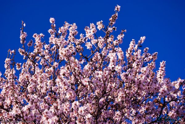 Голубое небо цветущие деревья