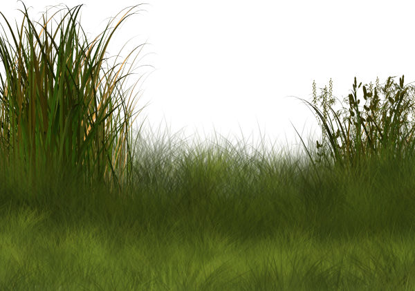 Куст травы