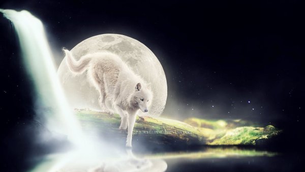 Волчица Луна
