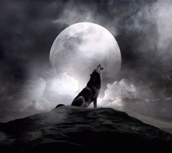 Волчица воет на луну
