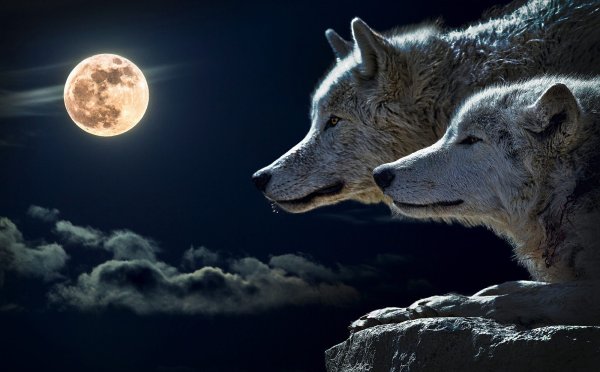 Волк картинка