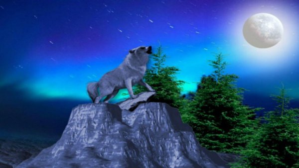 Волчица на фоне луны