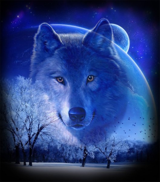 Волк на фоне голубой луны