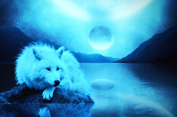 Волк на синем фоне
