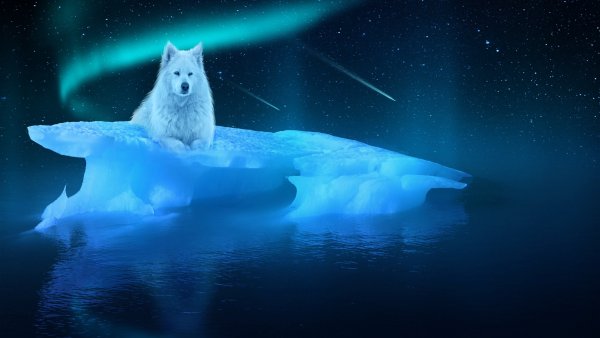 Арктика белый медведь Полярная ночь
