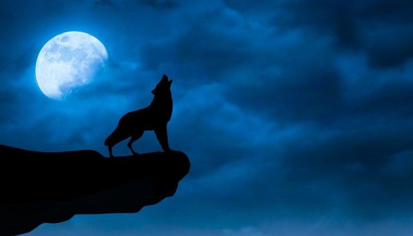 Волк на фоне Луны