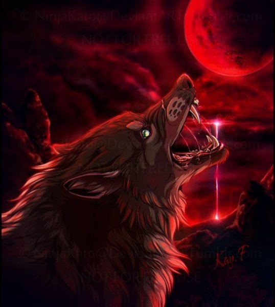 Красно черный волк
