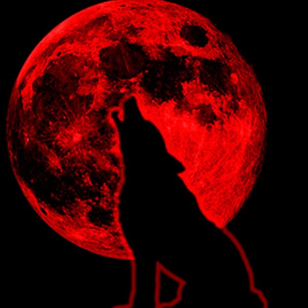 Волк воет на красную луну