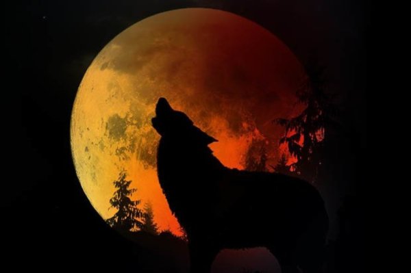 Волк затмений