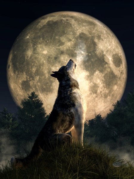 Волк на фоне леса и луны