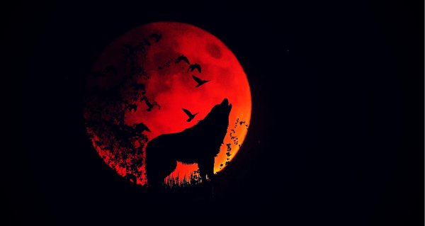 Волк на фоне красной Луны