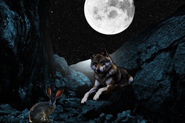 Волк ночь Луна