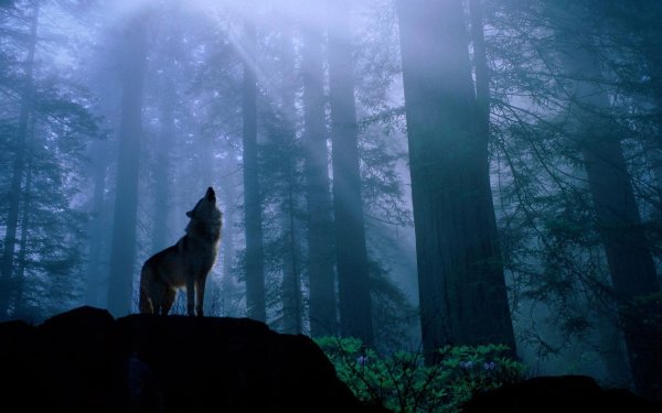 Волк в темном лесу