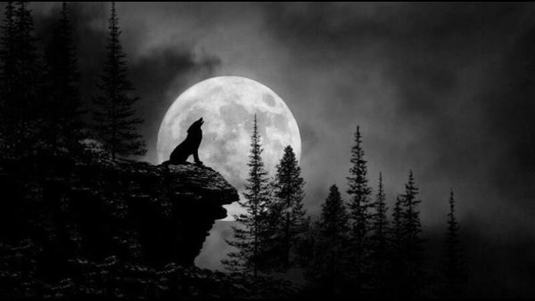 Волк на скале с луной