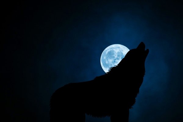 Черный волк