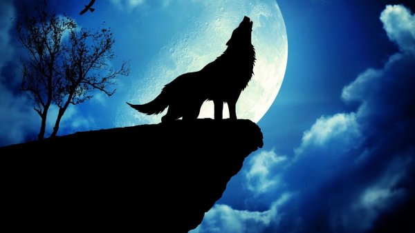 Одинокий волк воет на луну