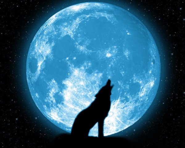 Волк на фоне желтой луны
