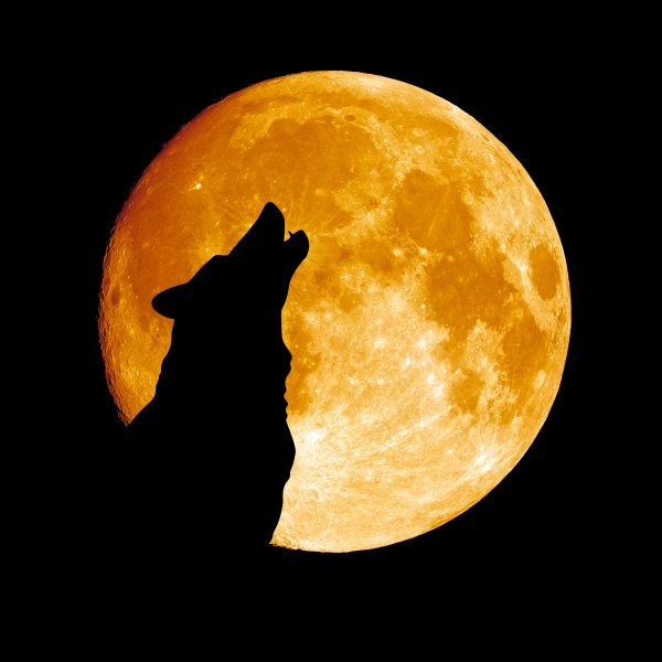 Собака на фоне Луны