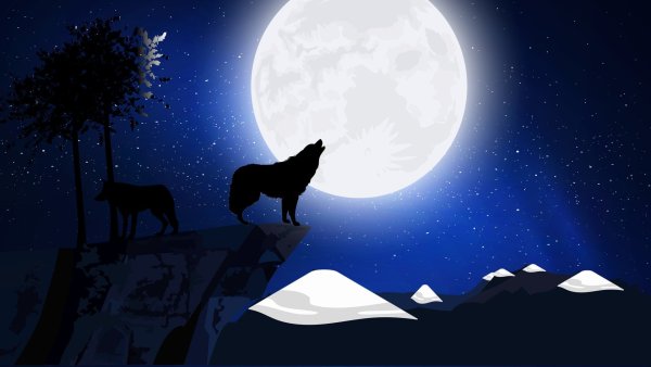 Волк на фоне звездного неба