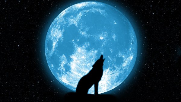 Волк на горе на фоне луны