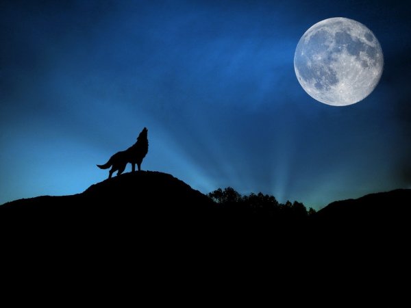 Волк ночь Луна