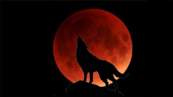 Волки на фоне красной луны