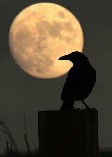 Ночная ворона