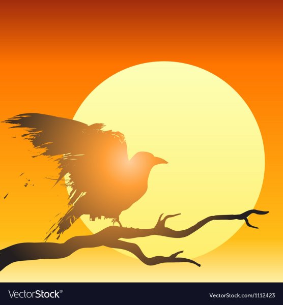 Ворона на закате