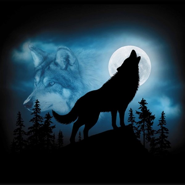 Чёрный волк воет на луну