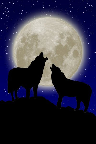 Два волка воют на луну