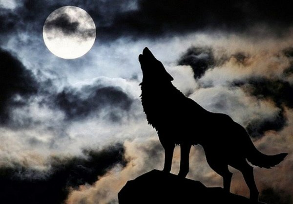 Воющие волки на фоне луны