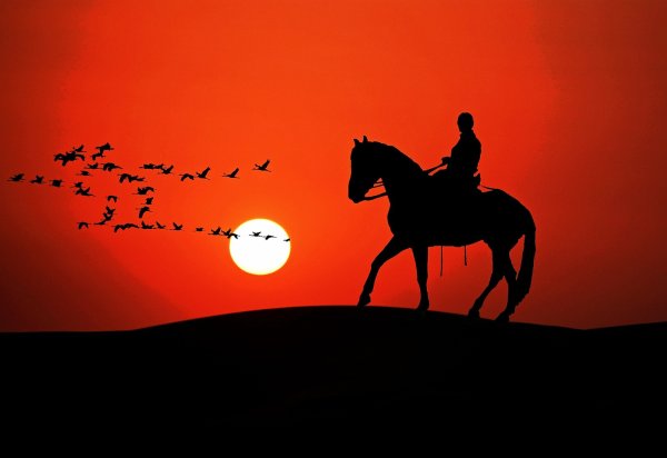 Силуэт лошади на закате