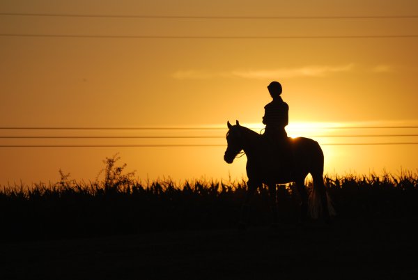 Всадник на лошади на закате