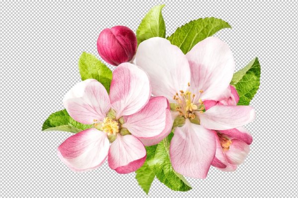 Яблоня цветочки на белом фоне