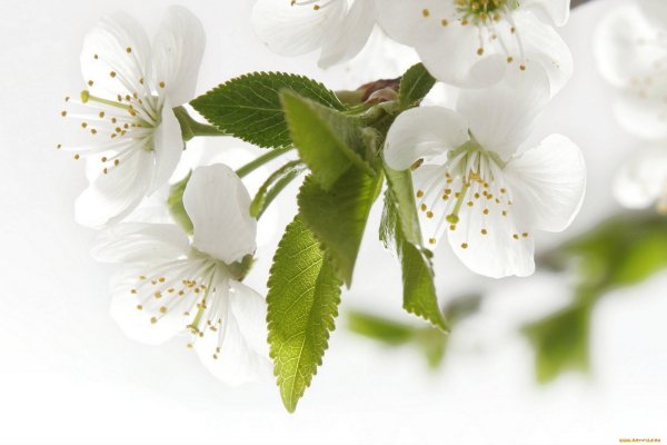 Яблоневый цветок на белом фоне
