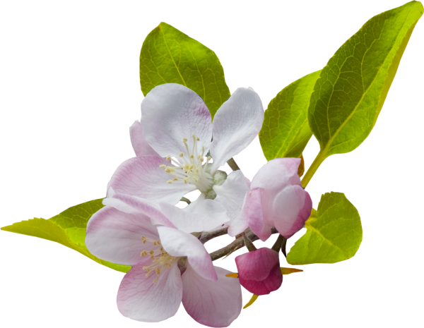 Ветка цветущей яблони на прозрачном фоне