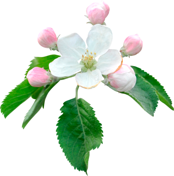 Яблоневые цветы на прозрачном фоне