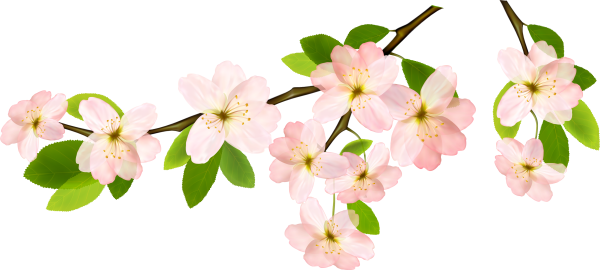 Весенние цветы на прозрачном фоне