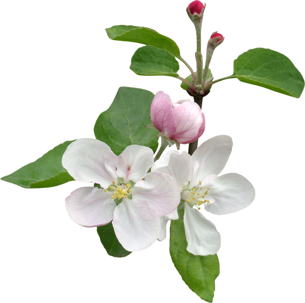 Яблоня цветы на белом фоне