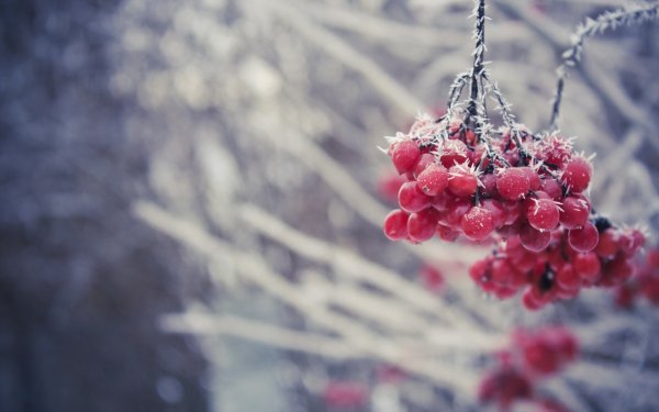 Зима ягоды в снегу