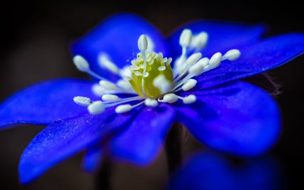 Ярко синие цветы