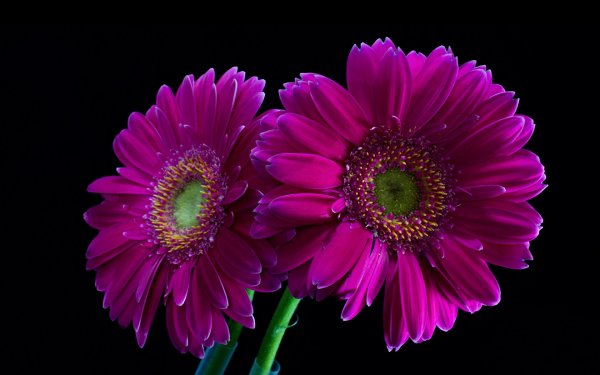 Фиолетовые цветы Гербера